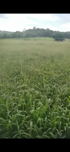 Vende se uma fazenda bem localizado.