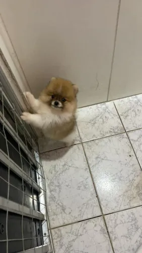 Lulu da Pomerânia