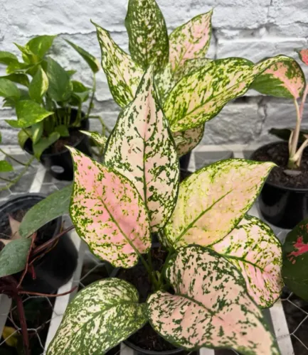 Aglaonema - Viveiro Wilma CRB