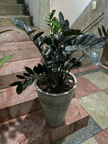 Zamioculca Black (aceito cartão)