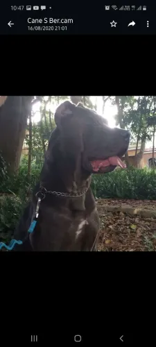 CÃO DE GUARDA