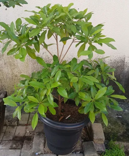 Plantas 