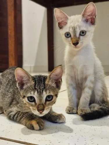 Gatinha Filhote Siamesa