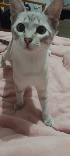 Gato filhote macho