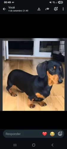 Cachorro basse mini 800