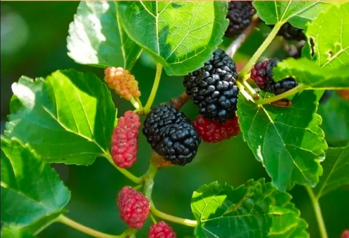 Muda de amora já florescendo pra dar fruto