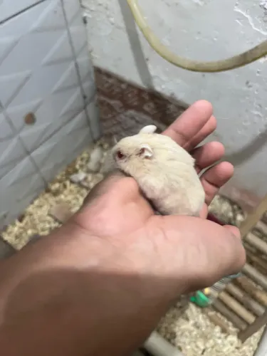 Hamster Anao russo