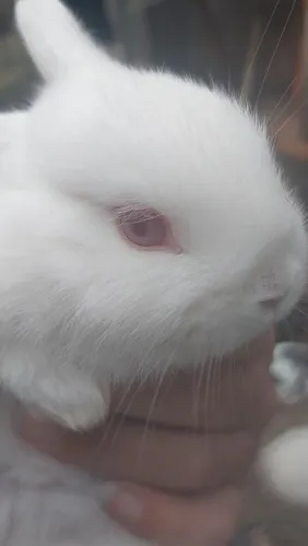 Coelho anão Netherland Dwarf himalaios disponíveis
