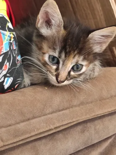 Gatinhas fêmeas pra doação 