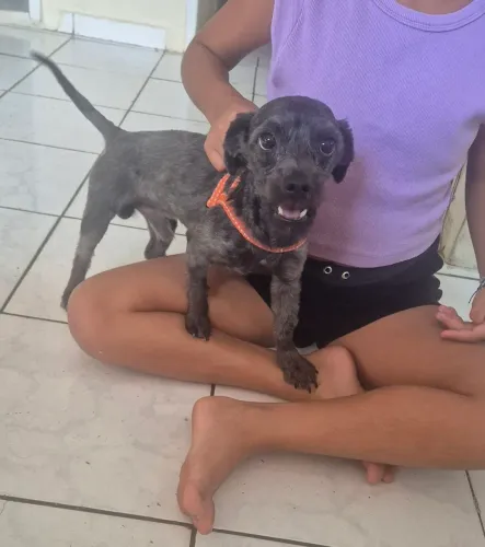 Cachorro pra Adoção