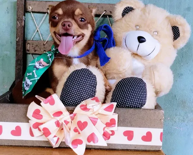 Chihuahua Macho De Alto Padrão Linhagem Russa Da Cor Raríssima Chocotan com Pedigree CBKC
