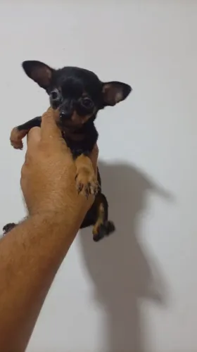 Pinscher zero fêmea disponível