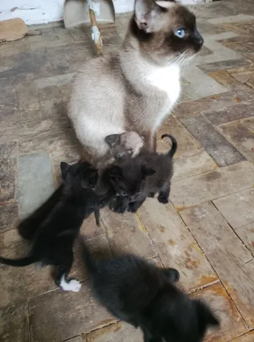 Doação filhote de uma gatinha fêmea 50 dias