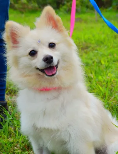 Spitz alemão fêmea com pedigree 1 ano (12x sem juros)
