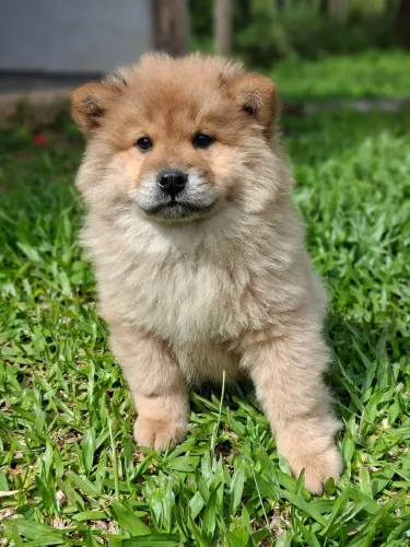 Lindos bebes femea de chow chow