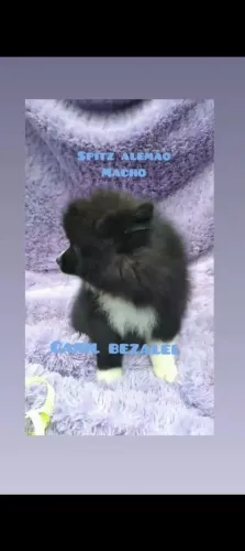 Spitz alemão filhotes 