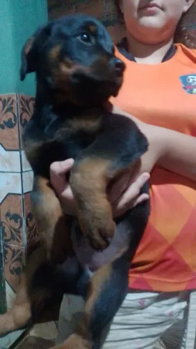 FILHOTES DE ROTTWEILER