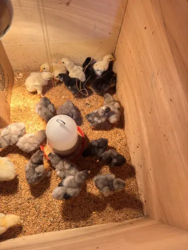 Vendo pintinhos da raça Brahma. 1 mês de nascido R$40,00.  Zap *