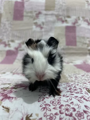 Porquinho da índia