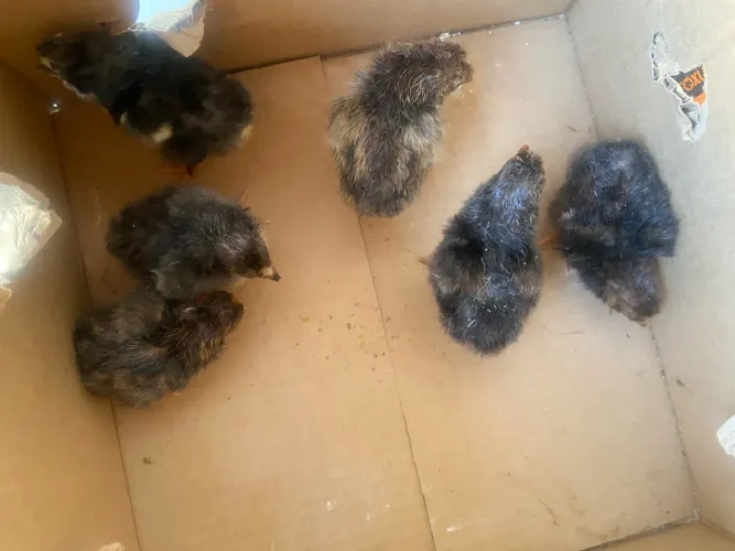 Vendo ninhada de pintinhos sendo 6 GSB puro e 17 mestiços de GSB com caipira