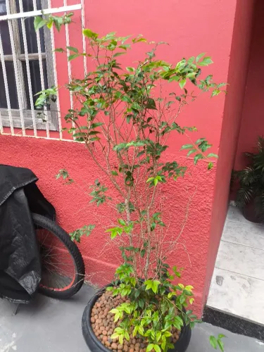 Jabuticabeira