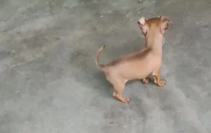 Pinscher 