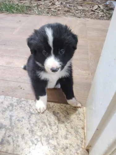 Border Collie preto e branco