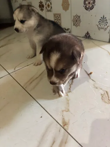 Husky siberiano