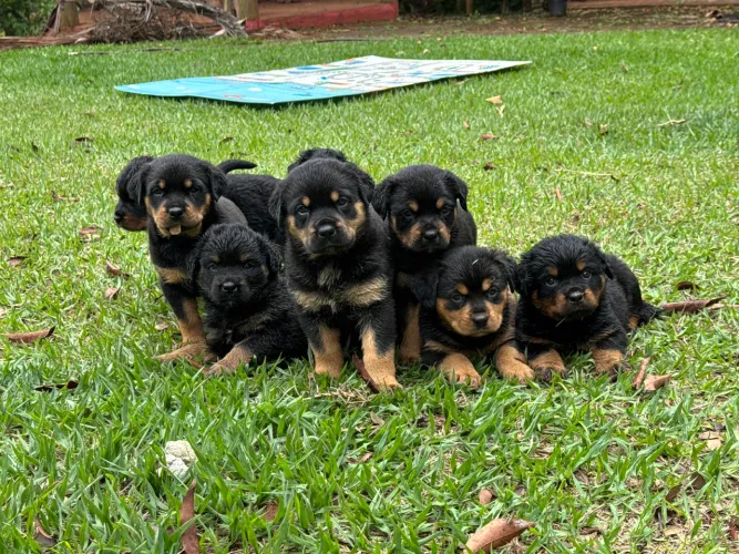 Vendo filhotes rottweiler 