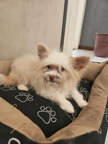 Filhote de lulu anão com chihuahua 