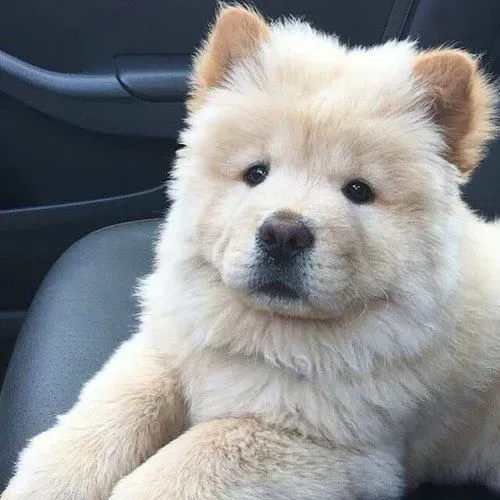 Chow Chow...expecional parcelo,,até 12x