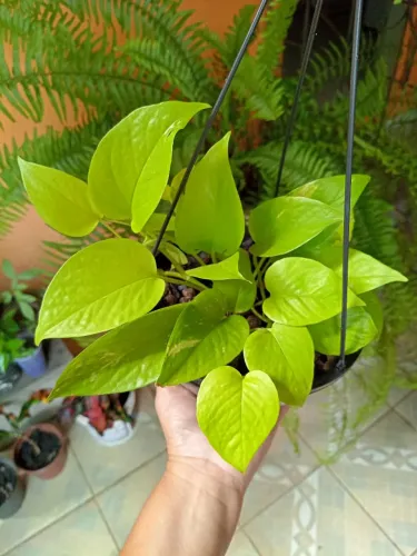 Vasinho prontinho pra sua decoração de jibóia neon folhas verde limão