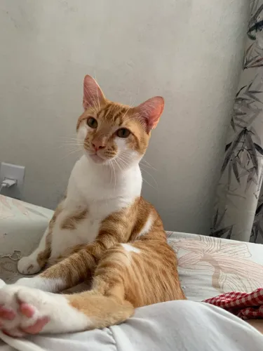 Doação de gato laranja e gata branca peluda 