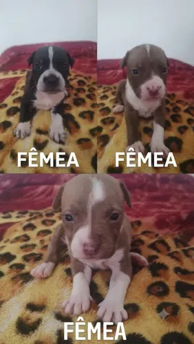 Filhotes de Pit Bull red nose
