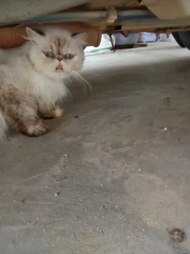 Gata persa