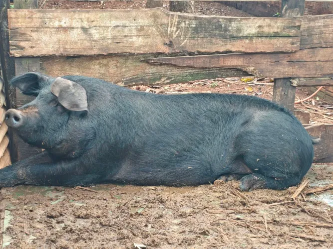 Porco caipira