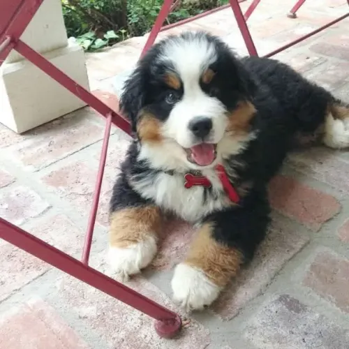 Filhotes de Bernese | Filhotes cheios de charme!