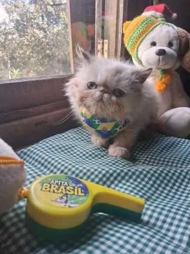 Maravilhoso persinha mini narizinho