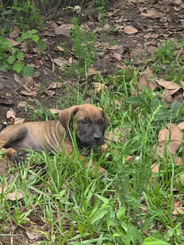 Filhote de fila brasileiro 