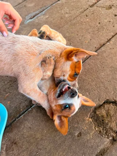 Red Heeler fêmea 