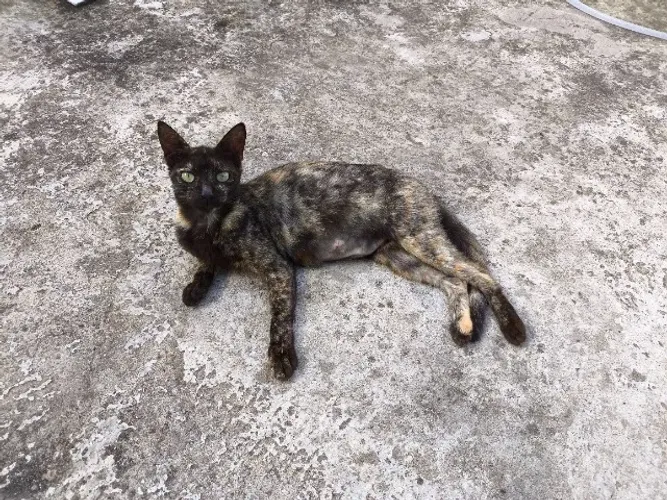 GATINHOS PARA ADOÇÃO