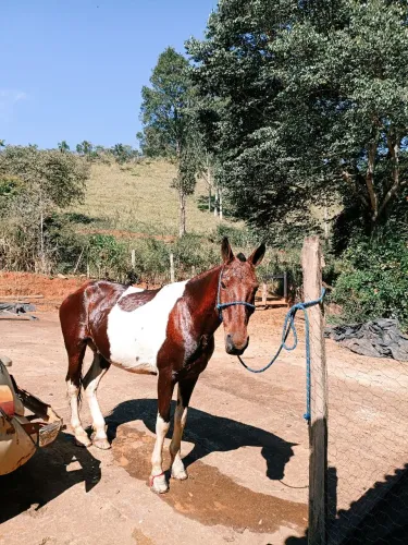 Vende-se cavalo passeiro