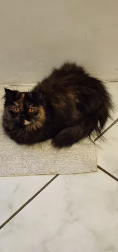 Gata Persa