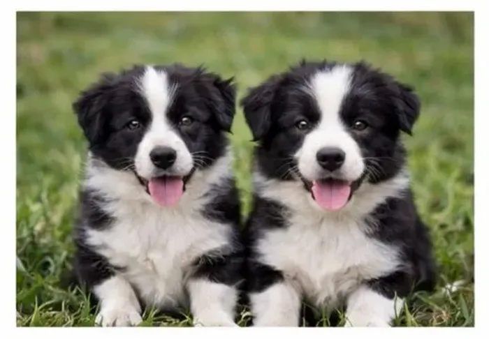 Border collie energetico para atividades