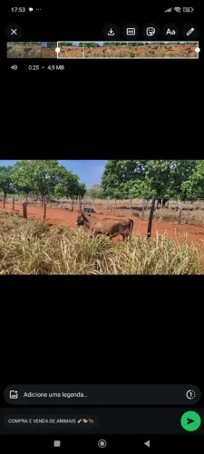 Vendo Mine boi