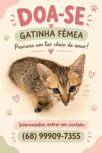Gatinha filhote para adoção 
