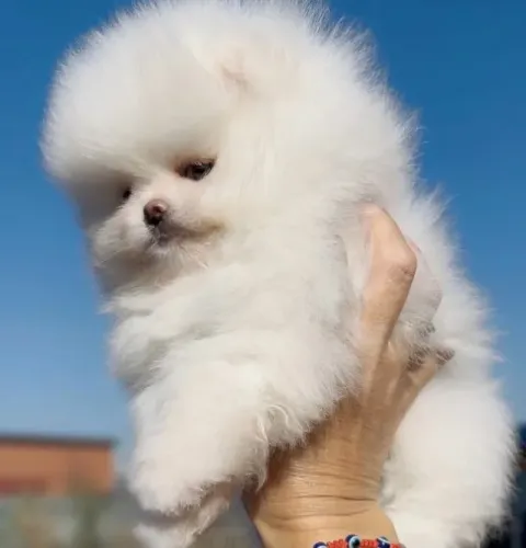 Cachorro Lulu da Pomerania amor para presentear quem ama