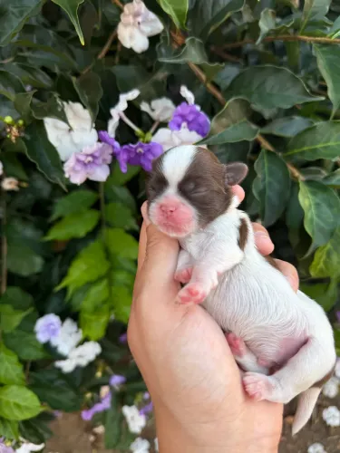 Baby Shih Tzu Machinho Para Reserva, 12x nos cartões!!!