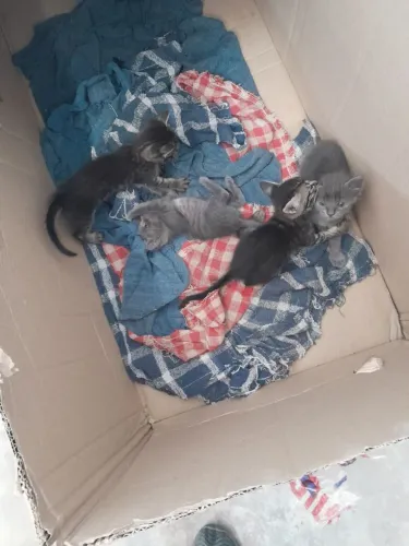 Doa se filhotes de gato