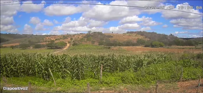 Vendo roça de milho verde